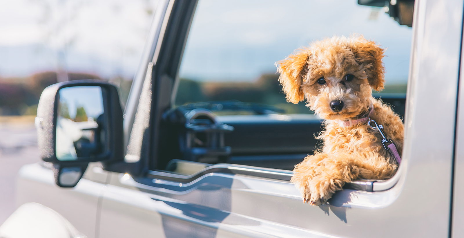 自動車でくつろぐ犬