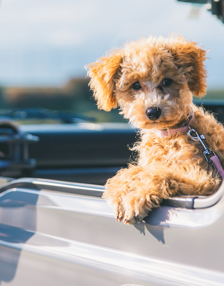 自動車でくつろぐ犬